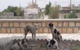 لزوم چاره اندیشی برای معضل سگهای ولگرد لزوم چاره اندیشی برای معضل سگهای ولگرد